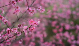 红梅花,冬日里的坚韧与美丽